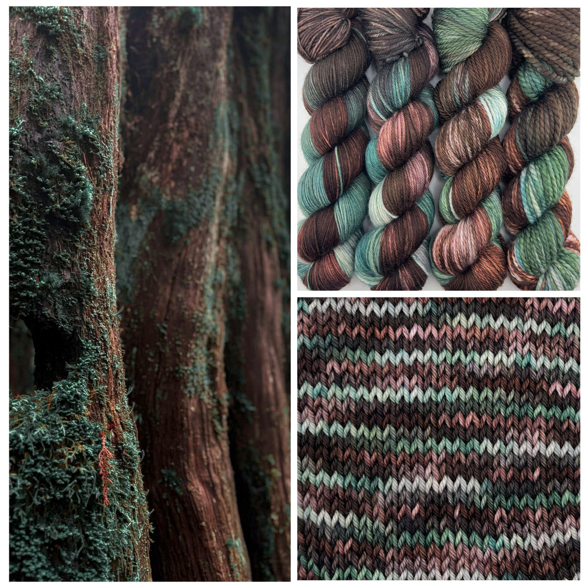 Rooted Redwoods