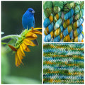 Bunting Blues