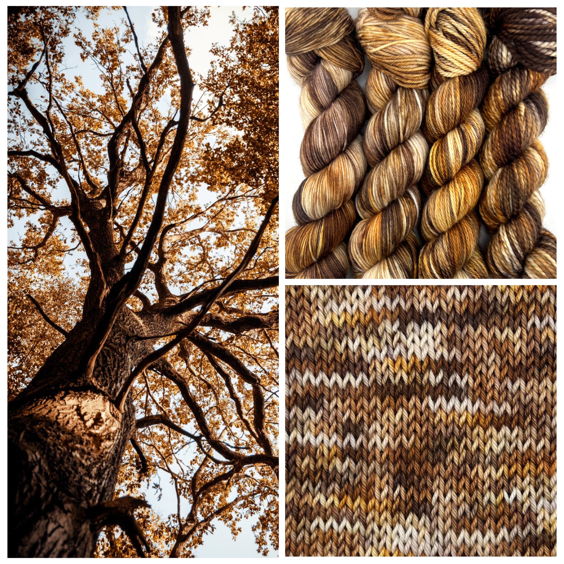 Autumn Oaks